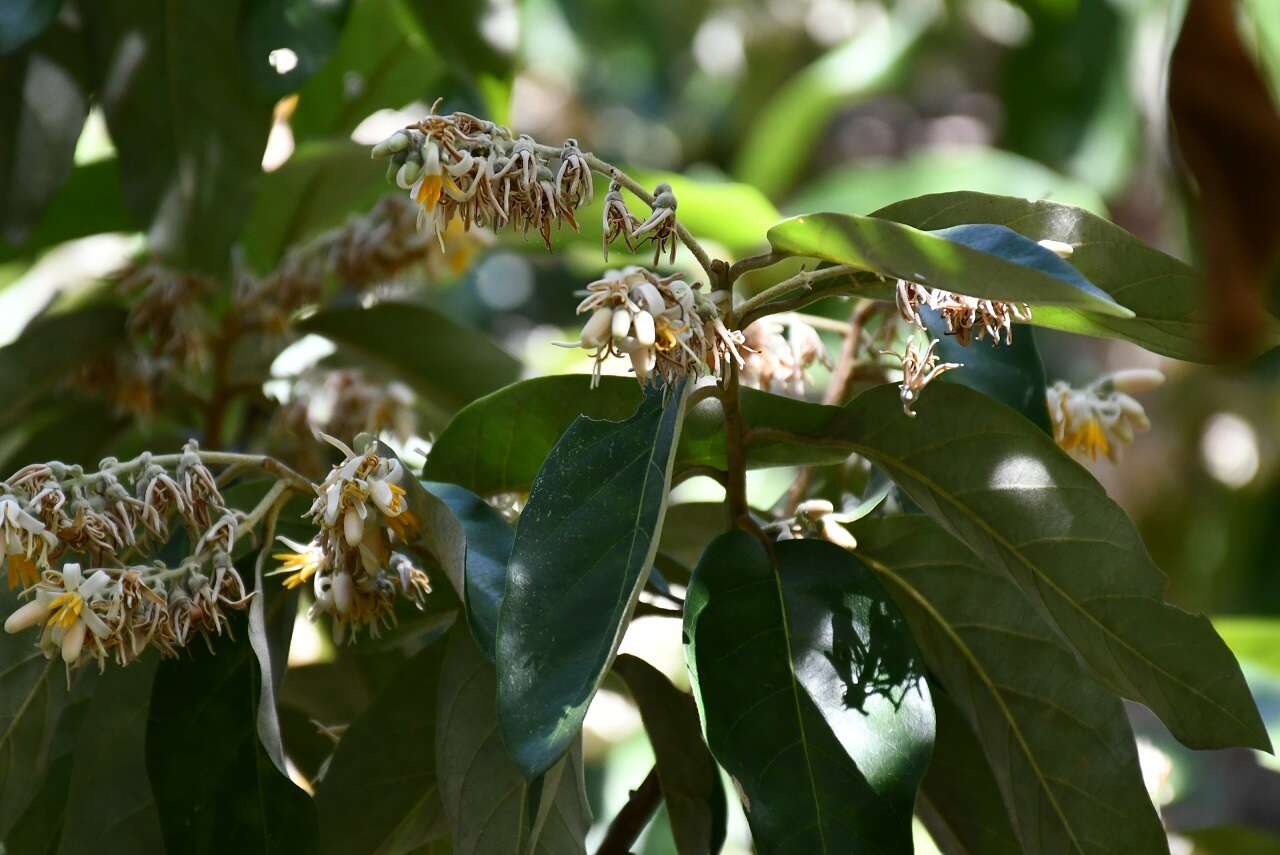 Image of Styrax argenteus Presl