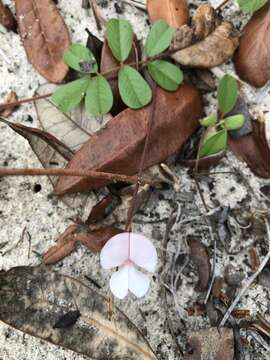 Image of scurf hoarypea