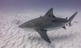 Image of Bull Shark