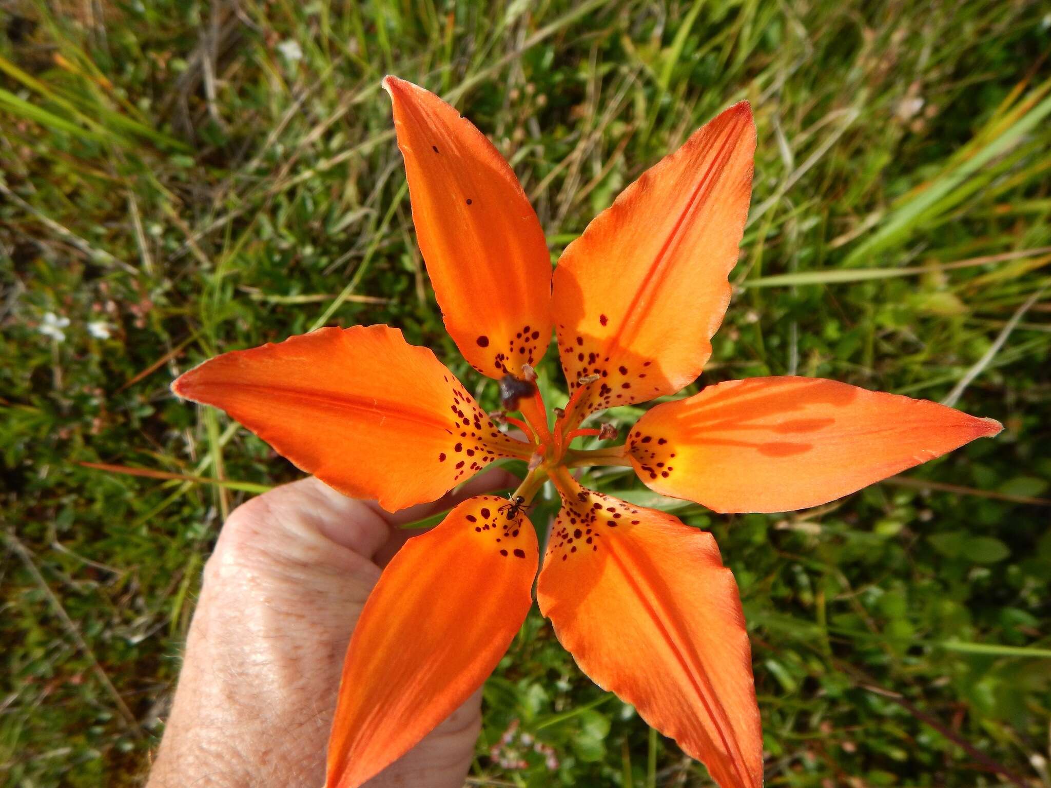 Lilium philadelphicum L. resmi