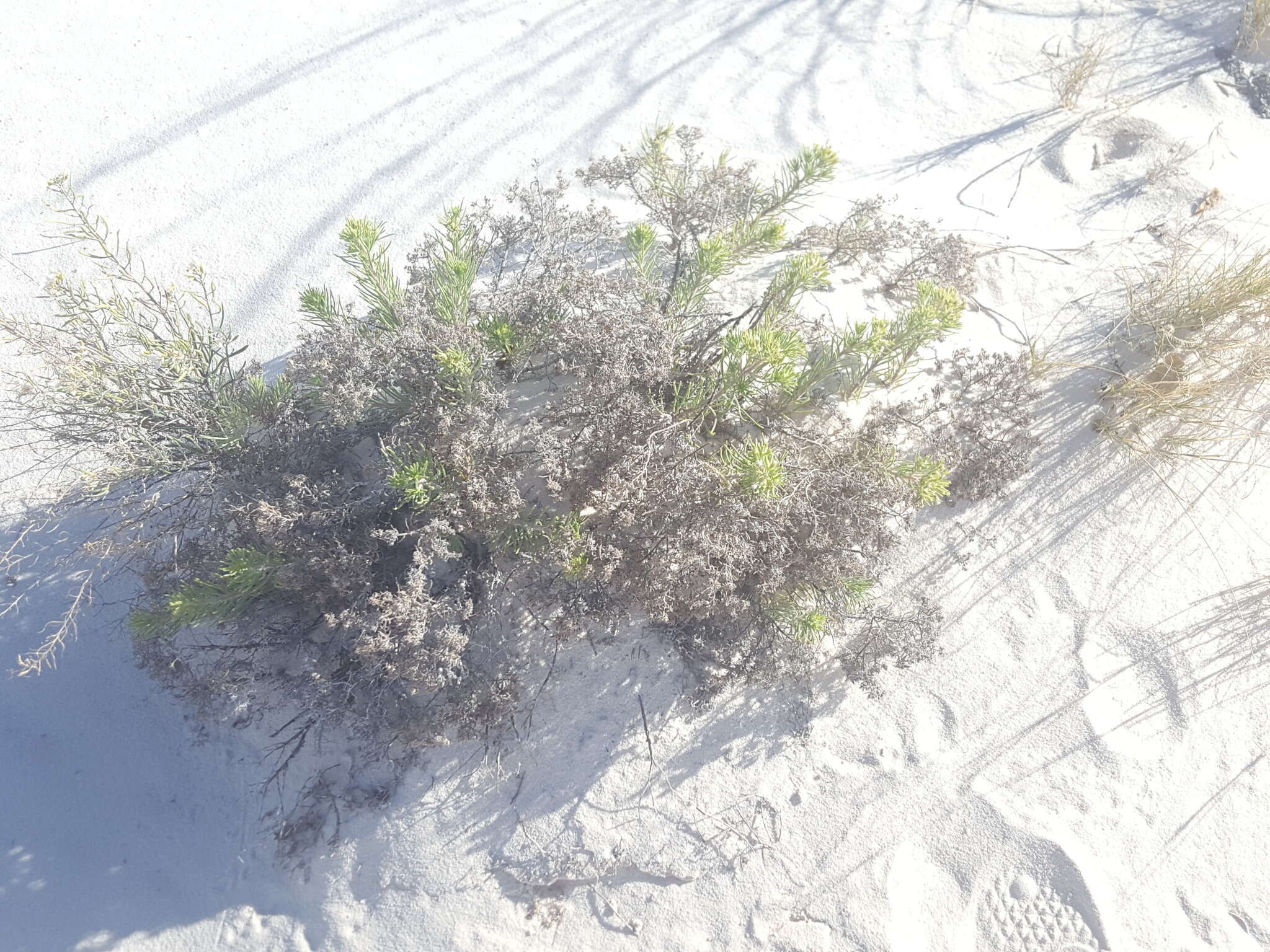 Image of sand fiddleleaf