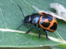 Image of Swamp Milkweed Leaf Beetle