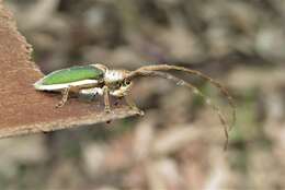 Image of Rhytiphora nigrovirens (Donovan 1805)