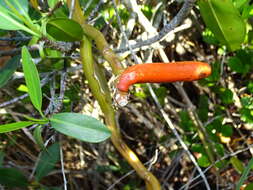 Image of Wormvine Orchid