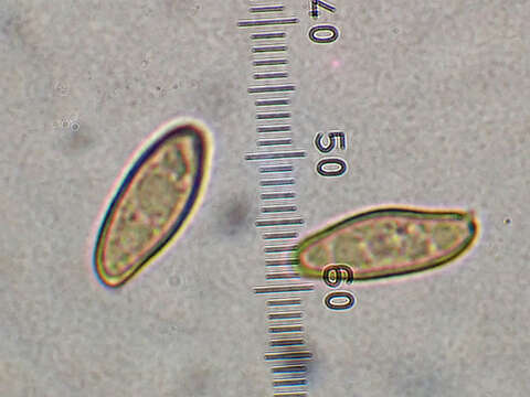 Xerocomellus ripariellus (Redeuilh) Šutara 2008 resmi