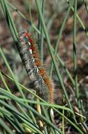 Image de Lasiocampa eversmanni Eversmann 1843