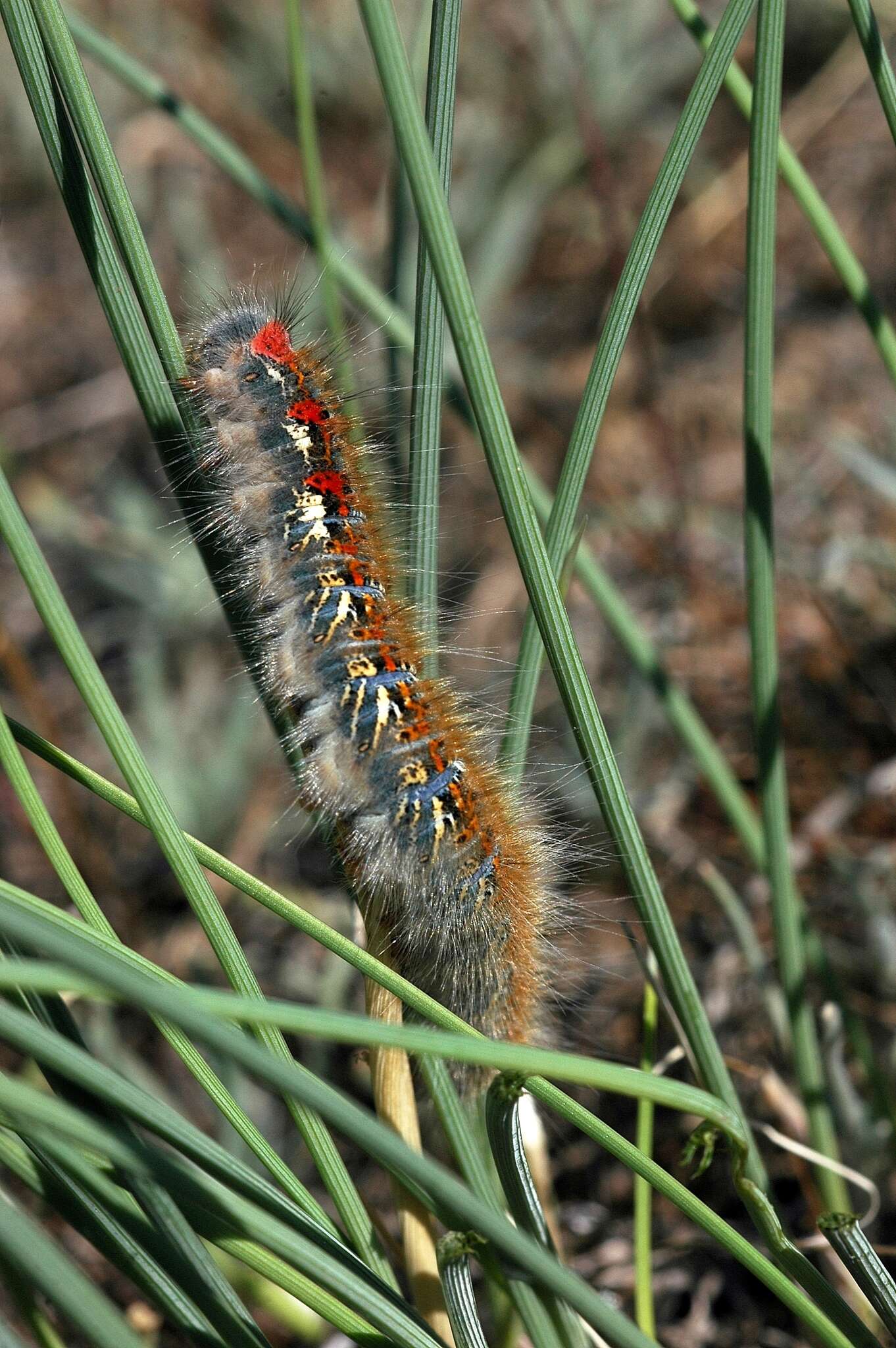 Image de Lasiocampa eversmanni Eversmann 1843