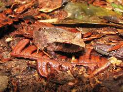 Image of Izabal robber frog