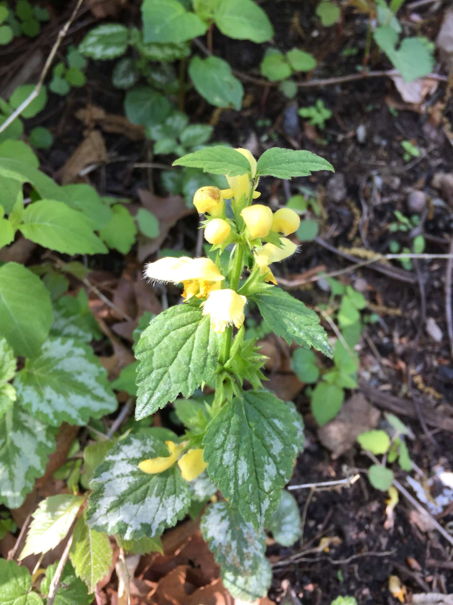 Image of Lamium galeobdolon subsp. argentatum (Smejkal) J. Duvign.