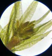 Image of pohlia moss