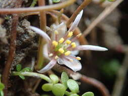 Ranunculus limosella F. Müll. ex T. Kirk的圖片