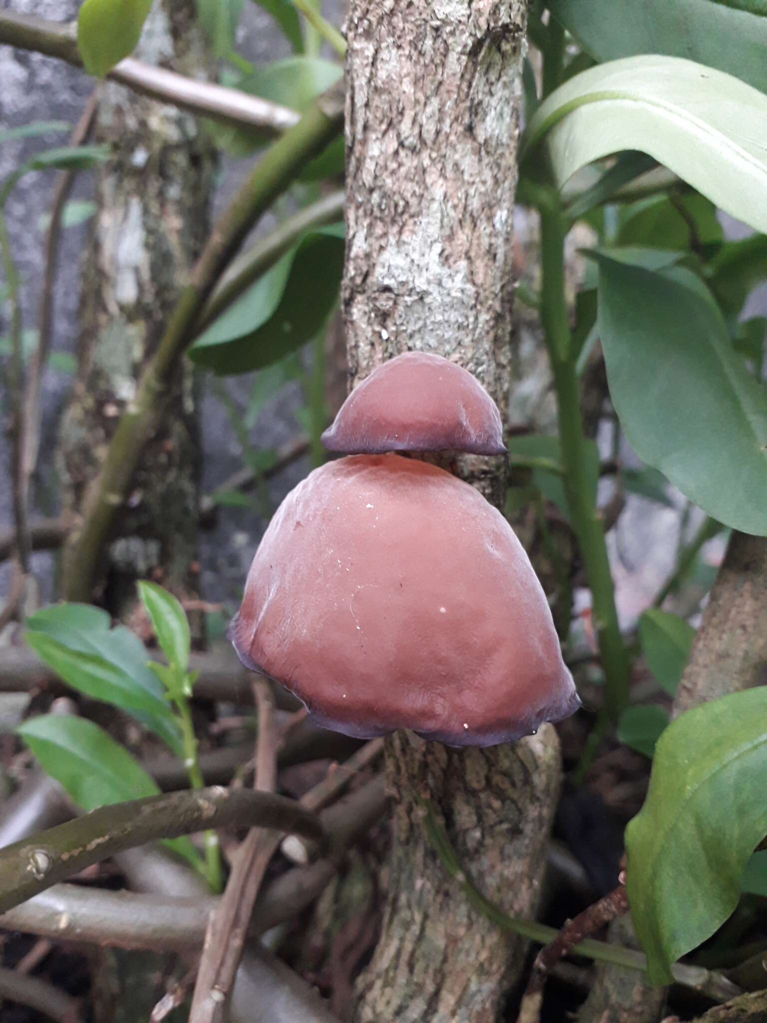 Imagem de Auricularia fuscosuccinea (Mont.) Henn. 1893