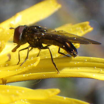 Plancia ëd Platycheirus obscurus (Say 1824)