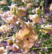 Image of Mirabilis ovata (Ruiz & Pav.) Meigen