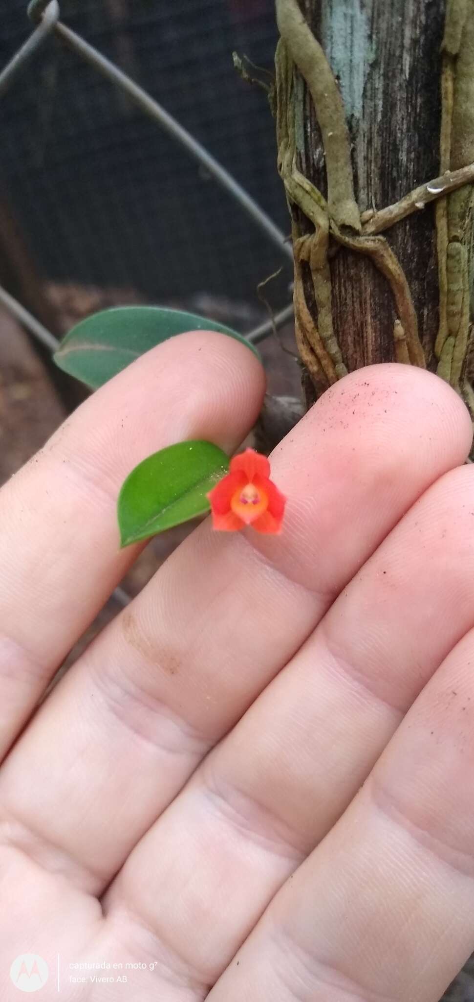 Image of Cattleya cernua (Lindl.) Van den Berg