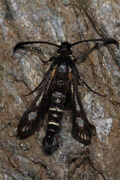 Image de <i>Pyropteron kautzi</i>