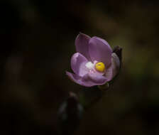 Image of Thelymitra tholiformis Molloy & Hatch