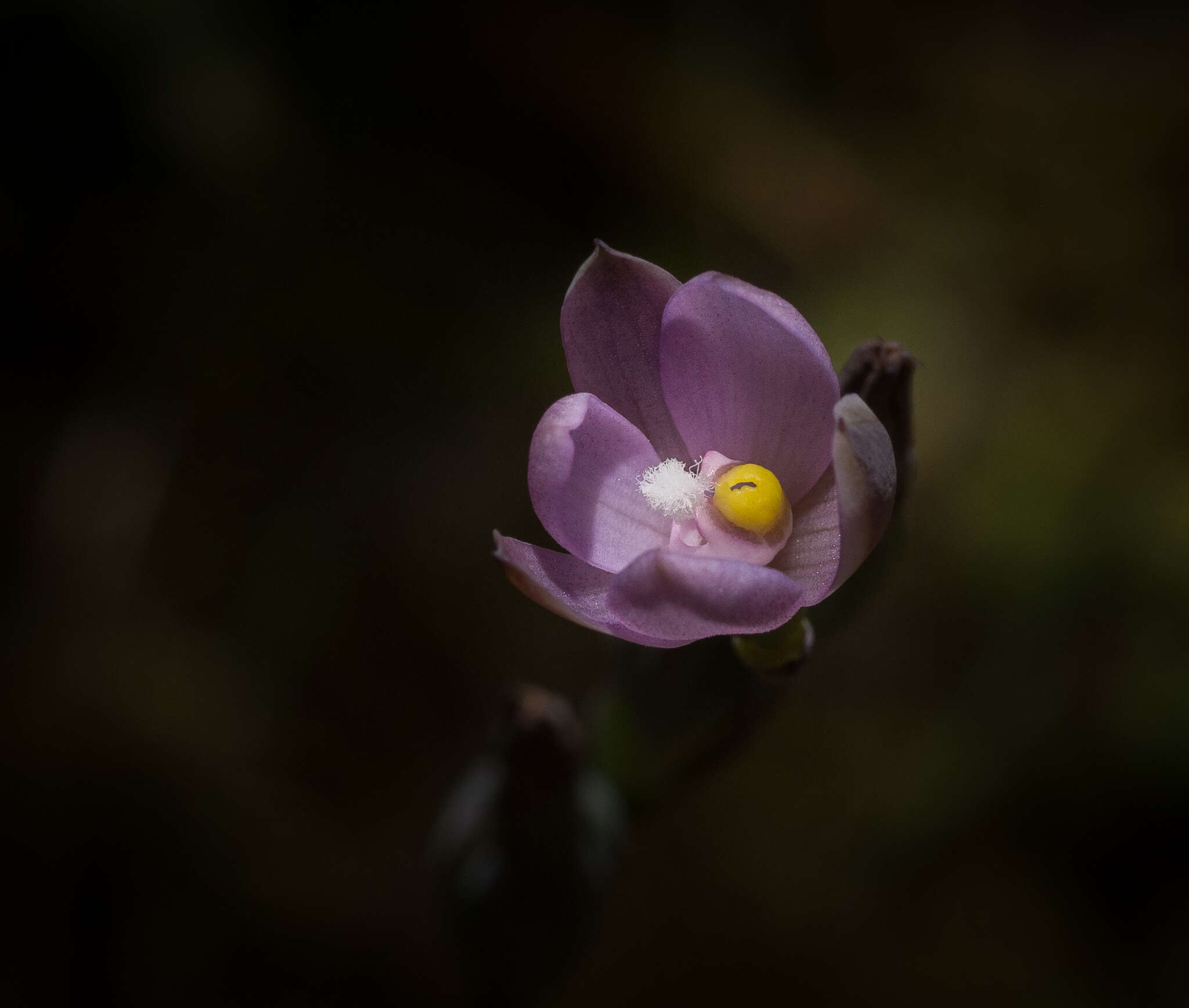 Image of Thelymitra tholiformis Molloy & Hatch