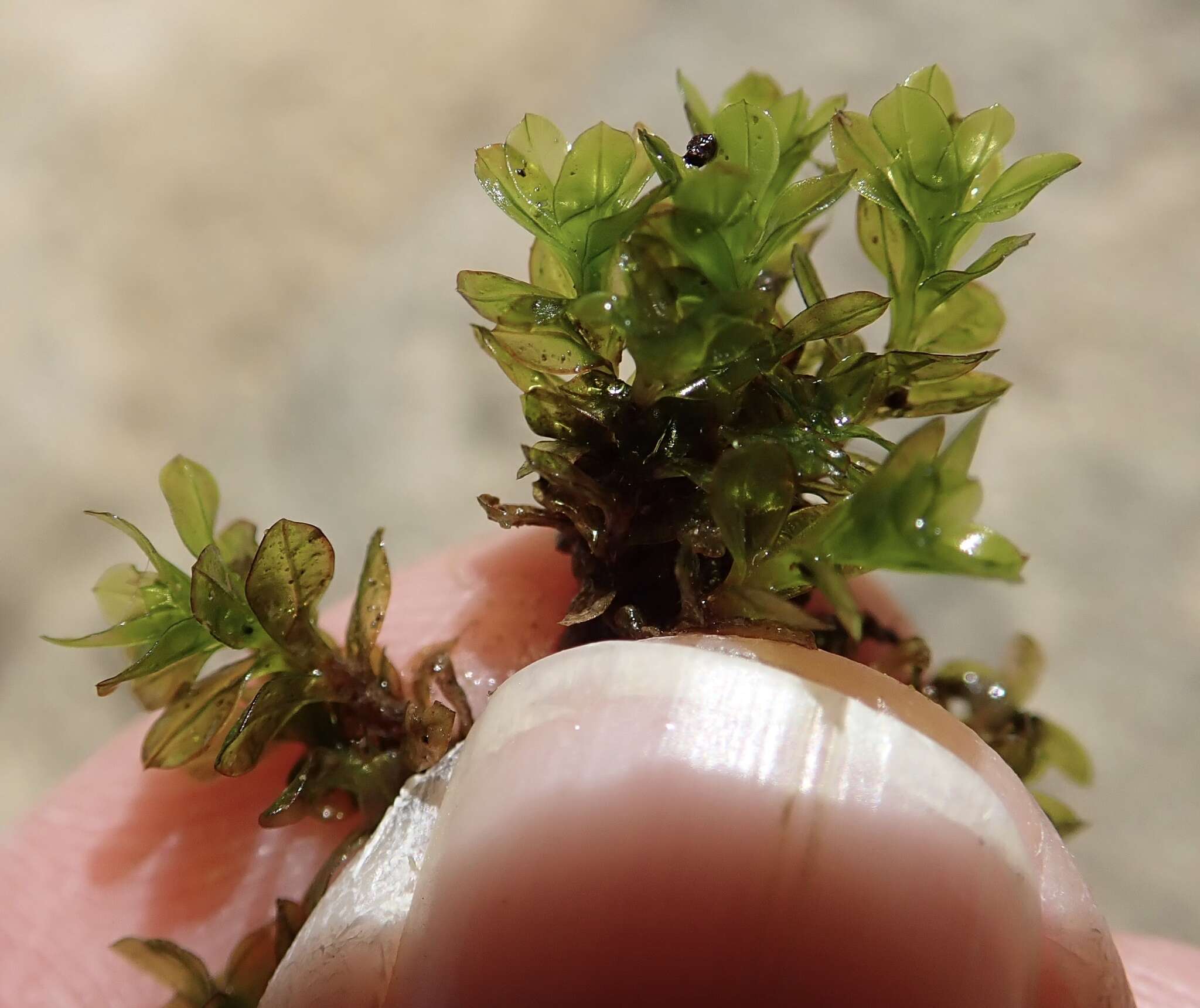 Image of crumia moss