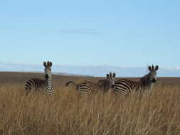 Image of Crawshay's zebra