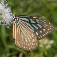 Image of Ideopsis vulgaris contigua Talbot 1939