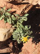 Image of western blanketflower