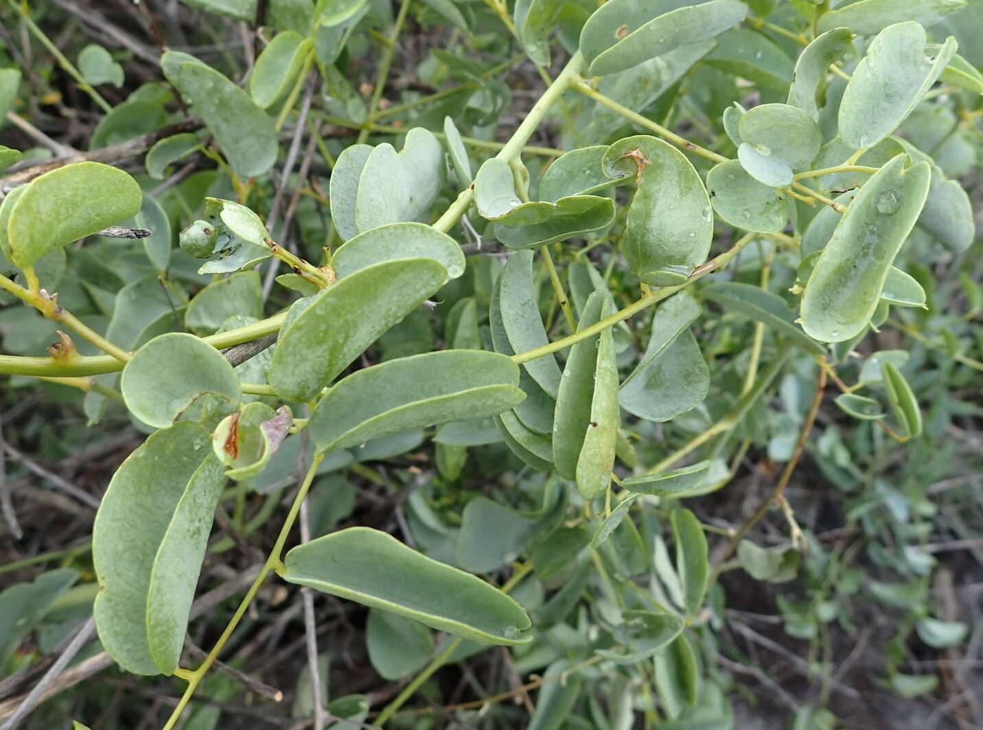 Dioscorea hemicrypta Burkill resmi