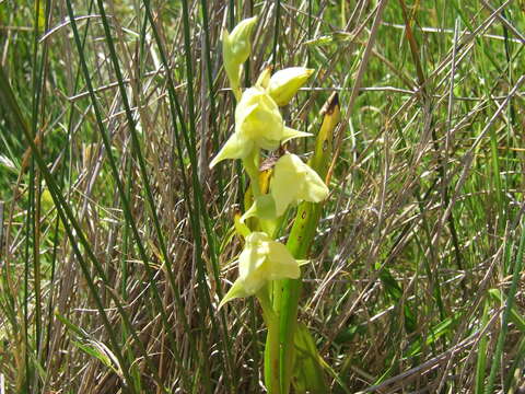 Image of Pterygodium cruciferum Sond.