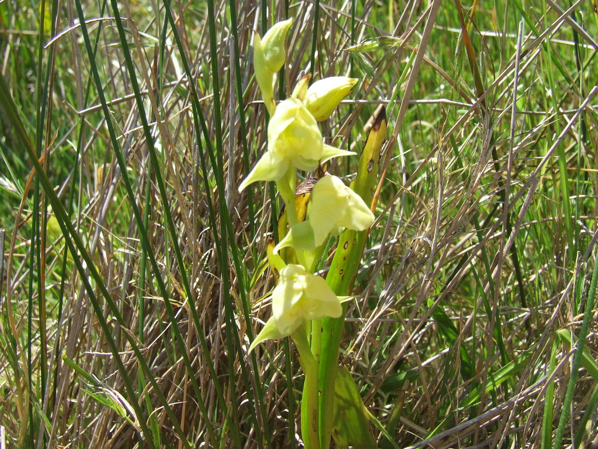 Pterygodium cruciferum Sond. resmi