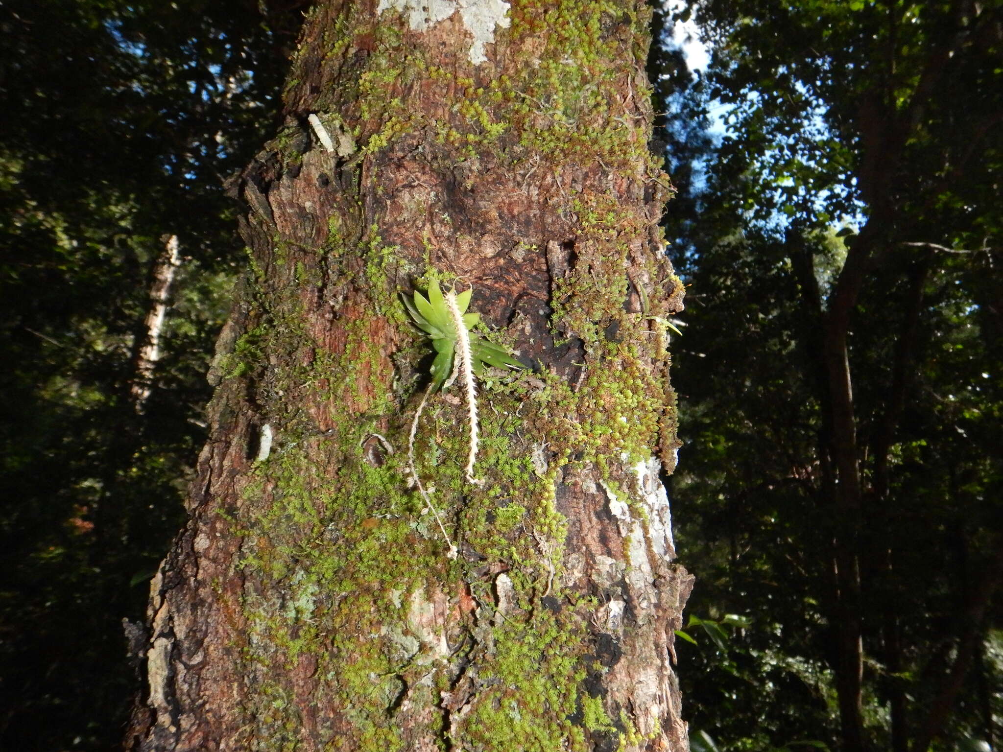 Image of Soldier's crest orchid