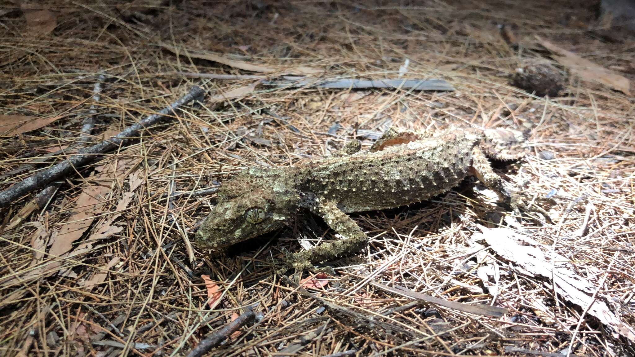 Image of Southern Leaf-tailed Gecko