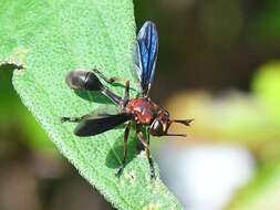 Imagem de Physocephala floridana Camras 1957