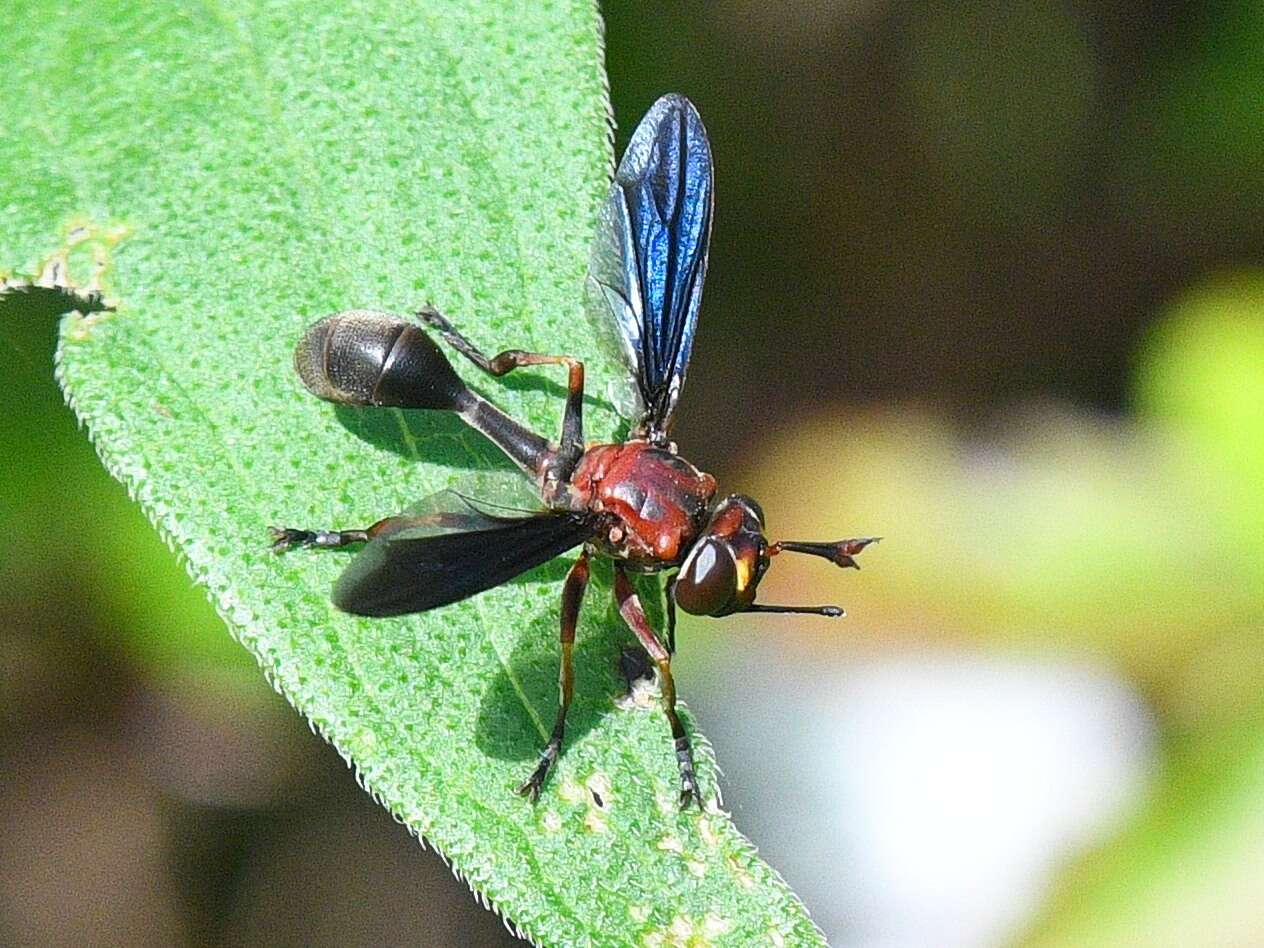 Imagem de Physocephala floridana Camras 1957