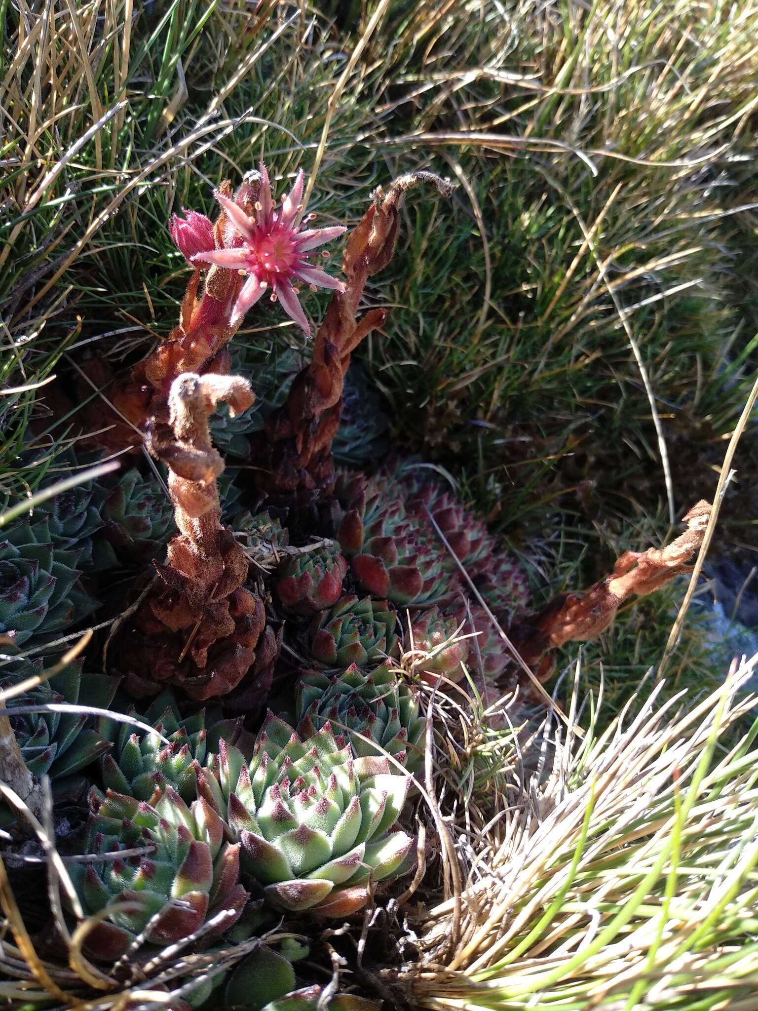 Image of Sempervivum vicentei Pau