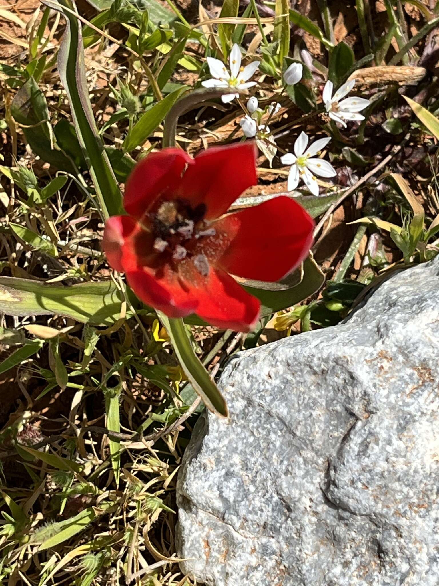 Image de Tulipa orphanidea Boiss. ex Heldr.