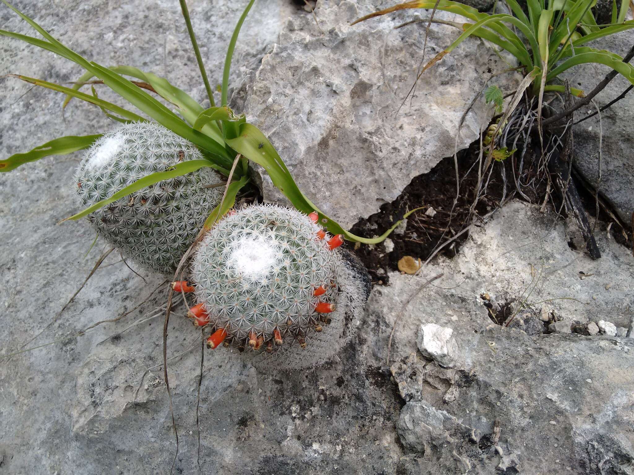 Image of Mammillaria albilanata subsp. tegelbergiana (G. E. Linds.) D. R. Hunt