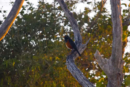 Turdus swalesi (Wetmore 1927)的圖片