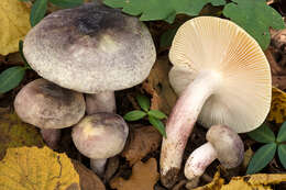 صورة Russula violeipes Quél. 1898