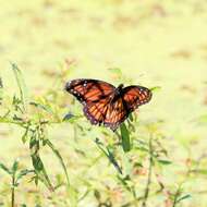 Limenitis archippus watsoni Dos Passos 1938的圖片