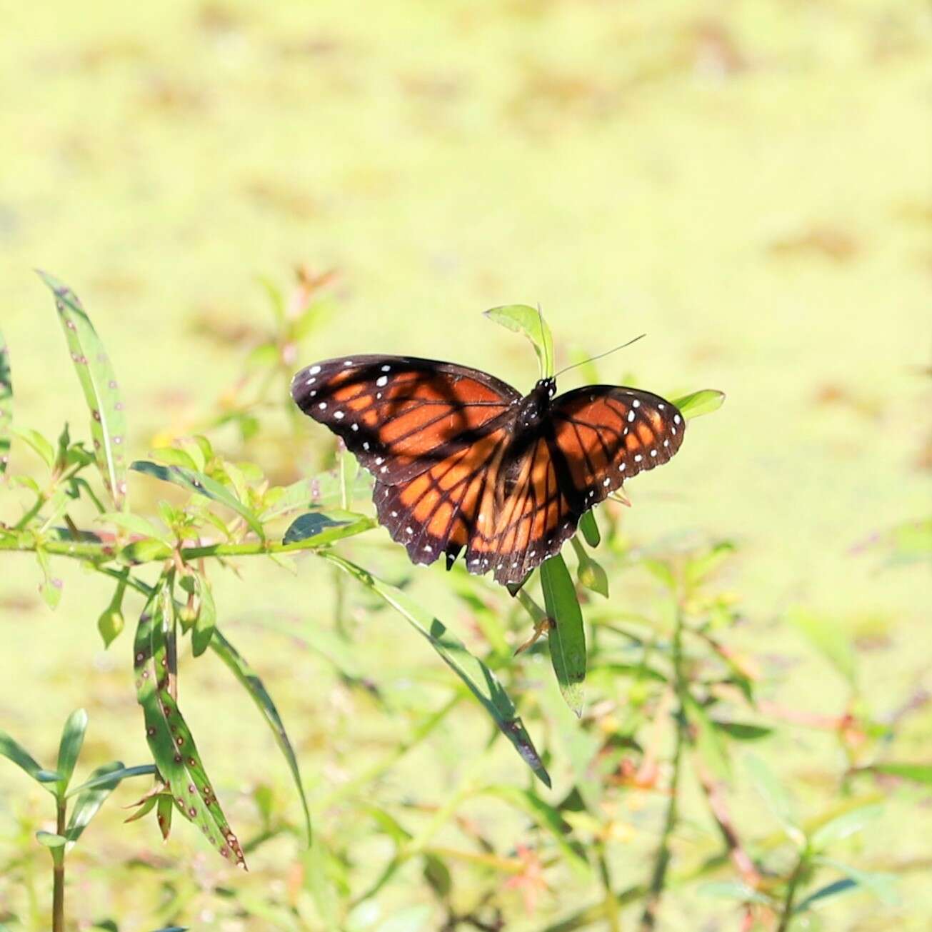 Limenitis archippus watsoni Dos Passos 1938的圖片