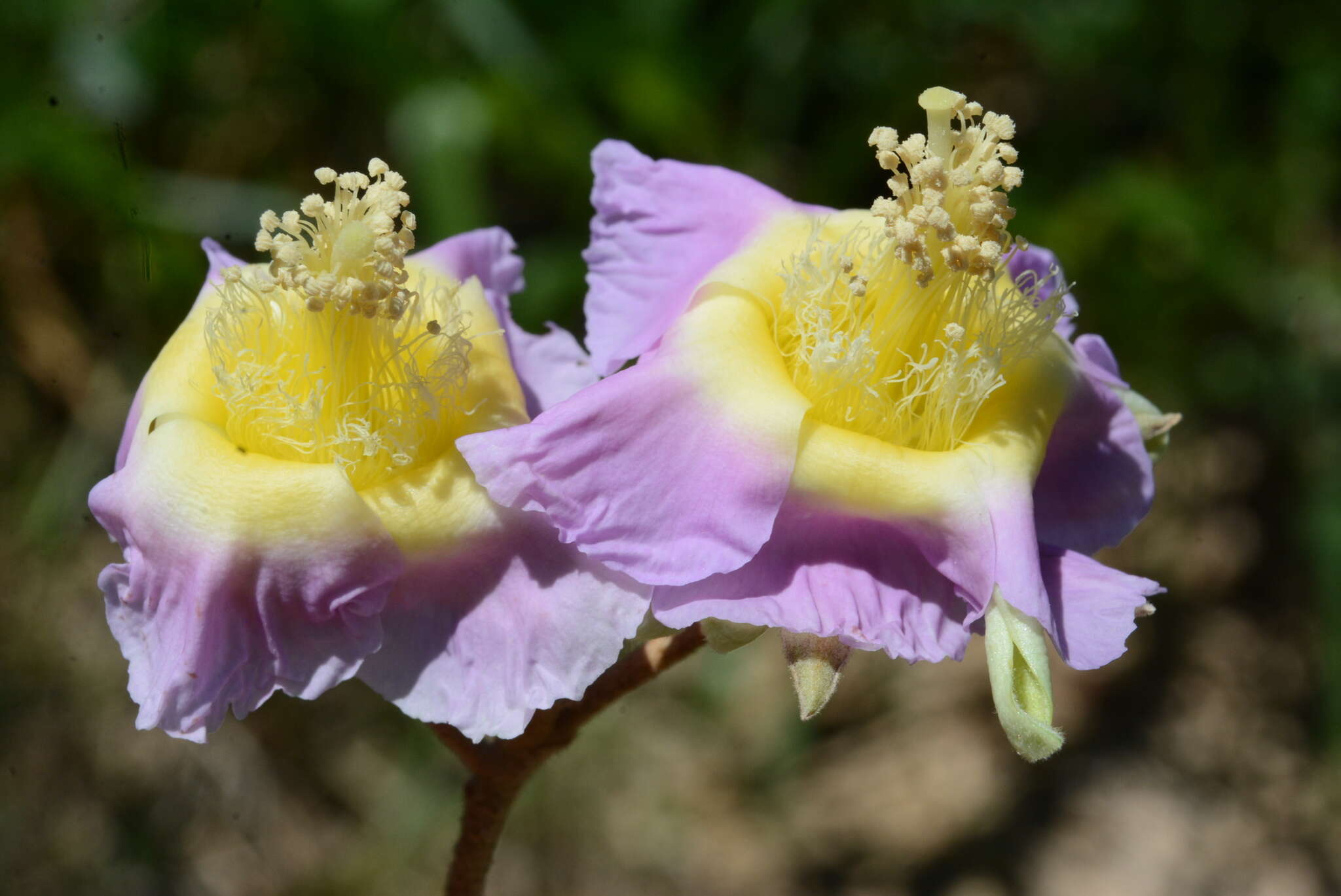 Image of Luehea divaricata Mart.