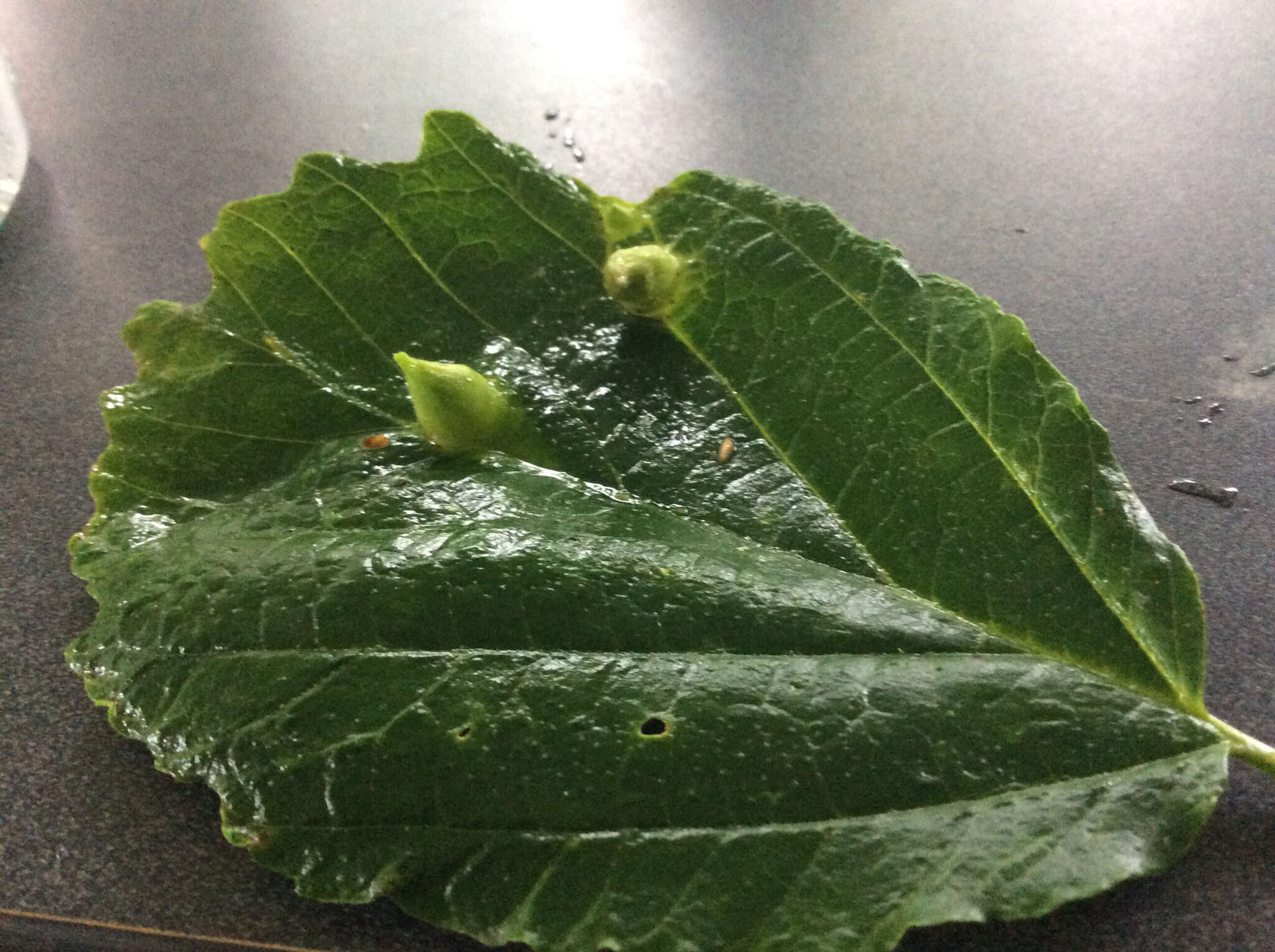 Image of Witch Hazel Cone Gall Aphid