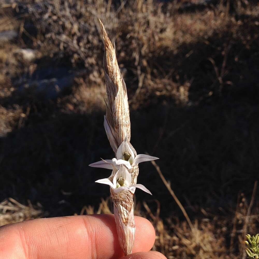 Image of Deiregyne tenorioi Soto Arenas & Salazar