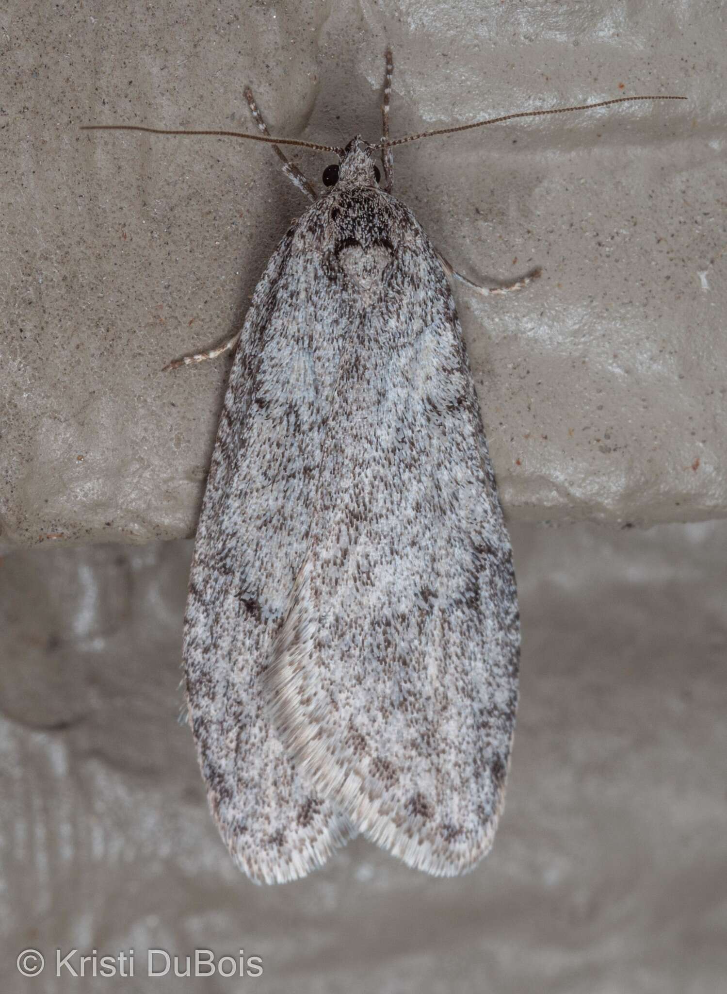 Image of Dull Flatbody Moth