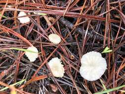 Image de Marasmius calhouniae Singer 1989