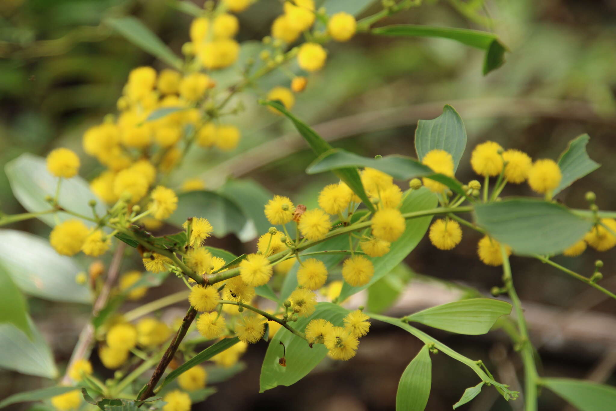 Image of Acacia complanata A. Cunn. ex Benth.