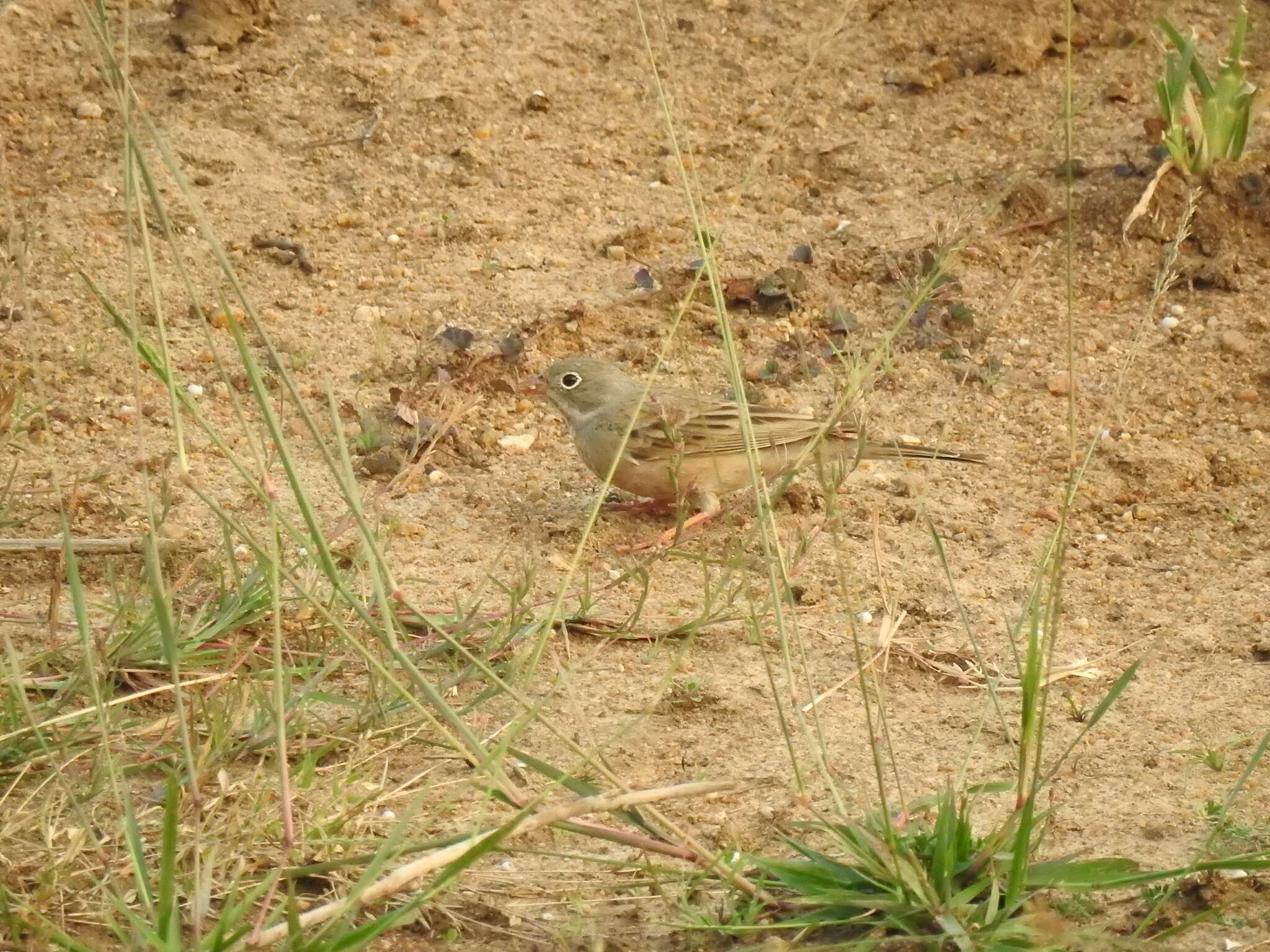 Image of Grey-necked Bunting