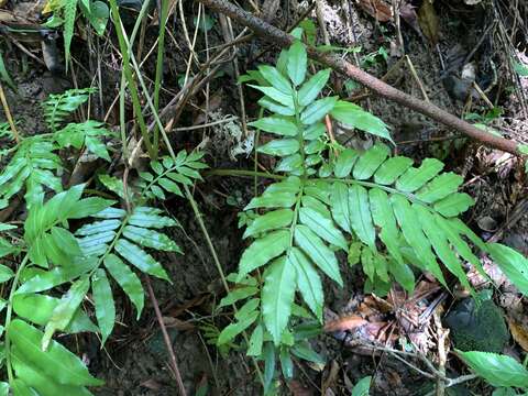 Image of Angiopteris angustifolia C. Presl