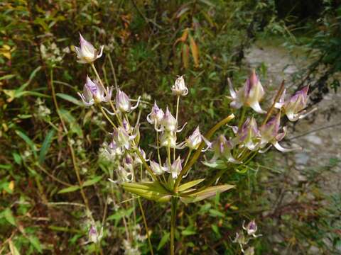 Image of Halenia elliptica D. Don