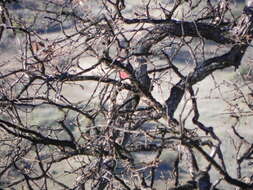 Image of Lewis's Woodpecker